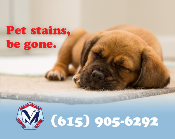 Carpet Pet Odor Removal and Cleaning Service